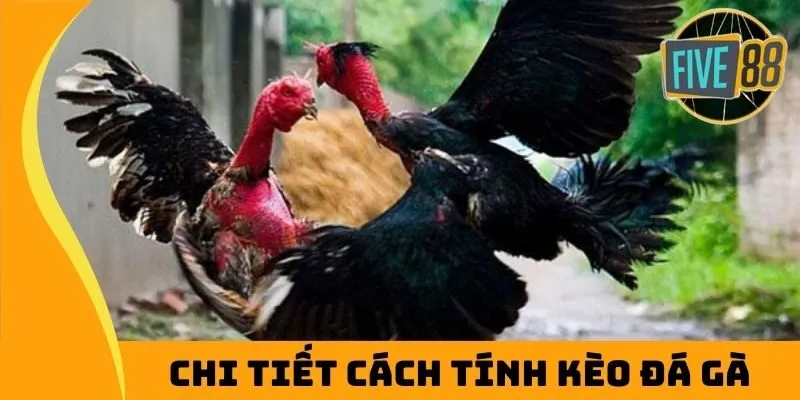 Chi tiết cách tính kèo đá gà