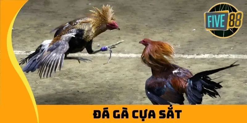đá gà cựa sắt