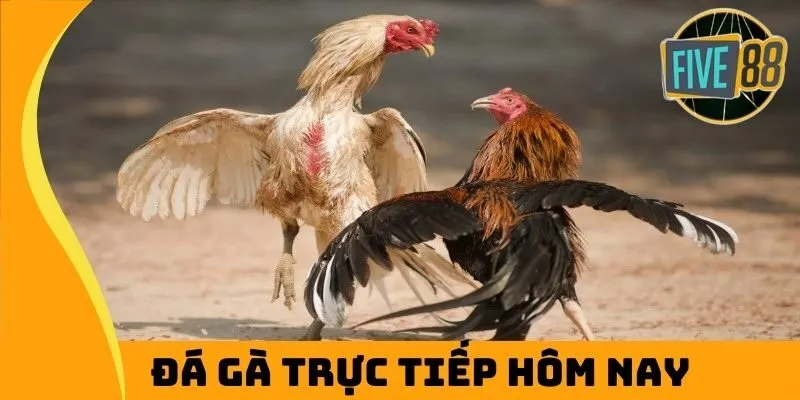 đá gà trực tiếp hôm nay