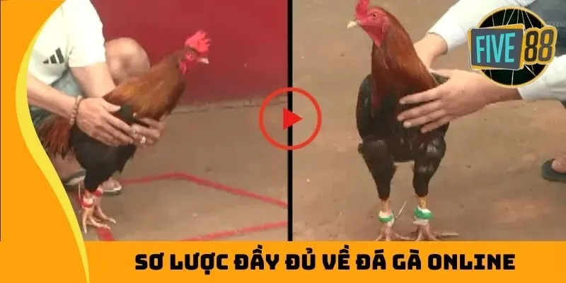 Sơ lược đầy đủ về đá gà online